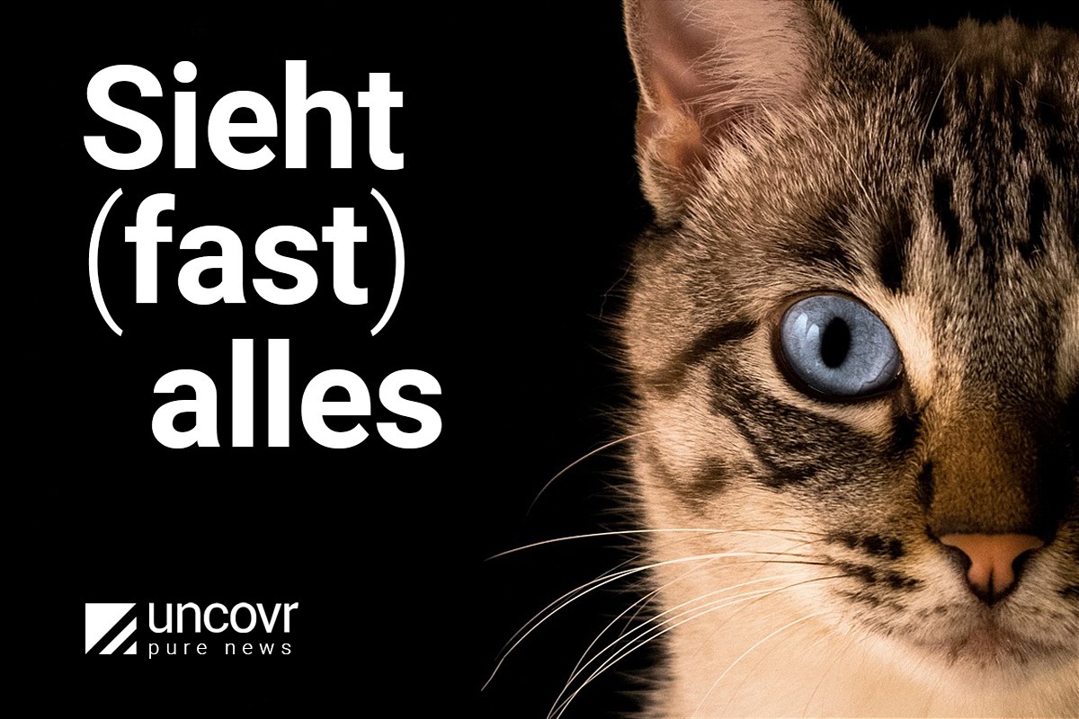 uncovr_images_Katze